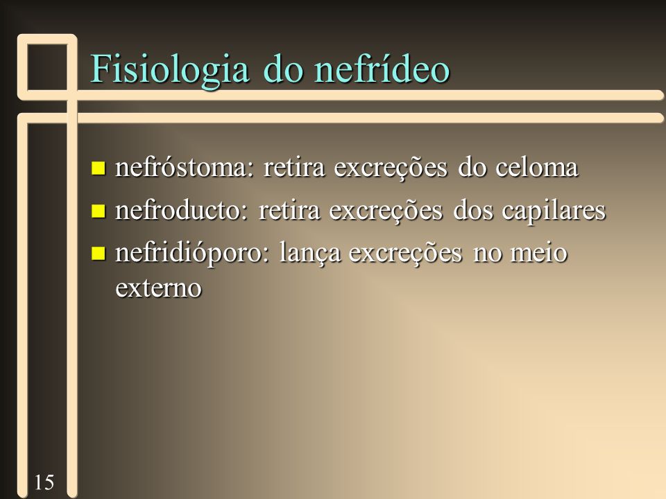 Fisiologia do nefrídeo