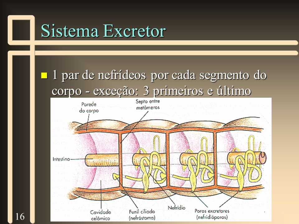 Sistema Excretor 1 par de nefrídeos por cada segmento do corpo - exceção: 3 primeiros e último