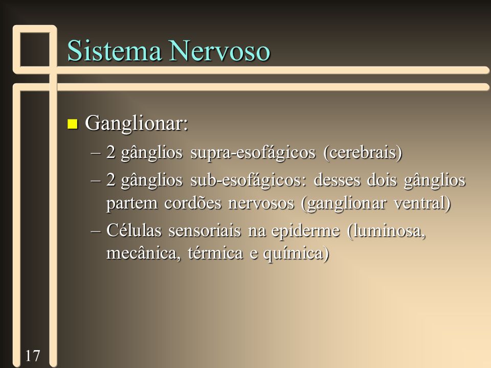 Sistema Nervoso Ganglionar: 2 gânglios supra-esofágicos (cerebrais)