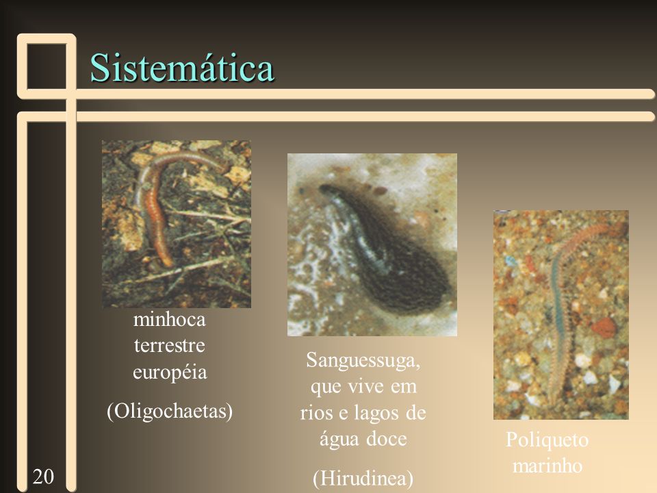 Sistemática minhoca terrestre européia (Oligochaetas)