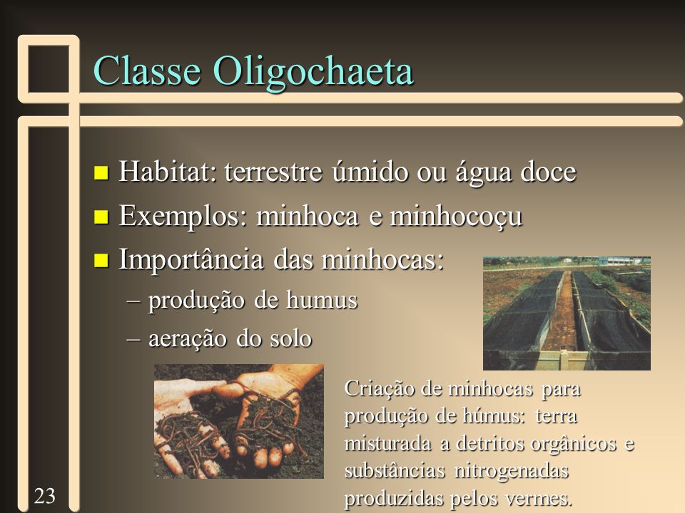 Classe Oligochaeta Habitat: terrestre úmido ou água doce