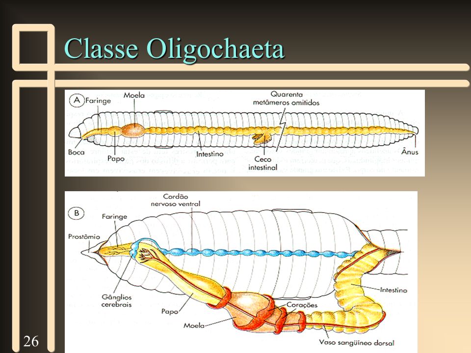 Classe Oligochaeta