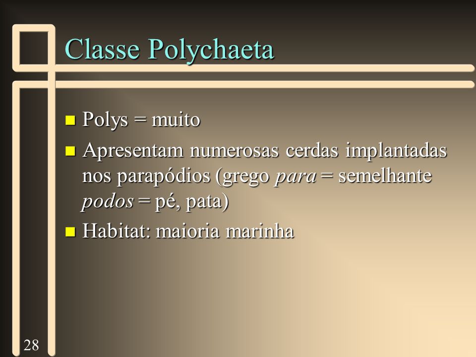 Classe Polychaeta Polys = muito
