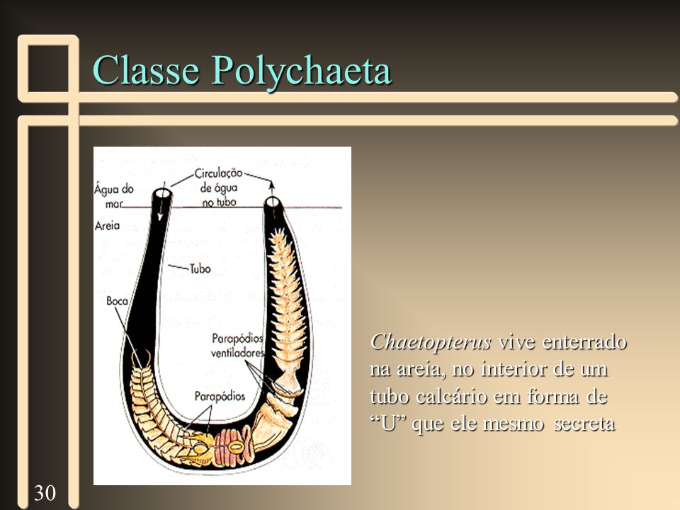 Classe Polychaeta Chaetopterus vive enterrado na areia, no interior de um tubo calcário em forma de U que ele mesmo secreta.