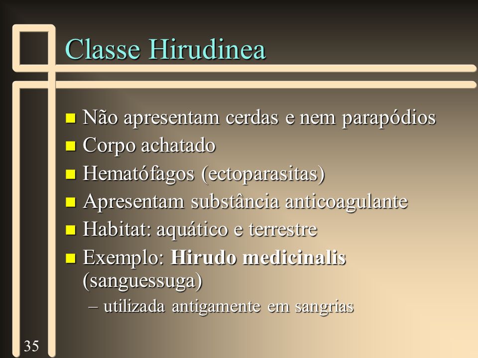 Classe Hirudinea Não apresentam cerdas e nem parapódios Corpo achatado
