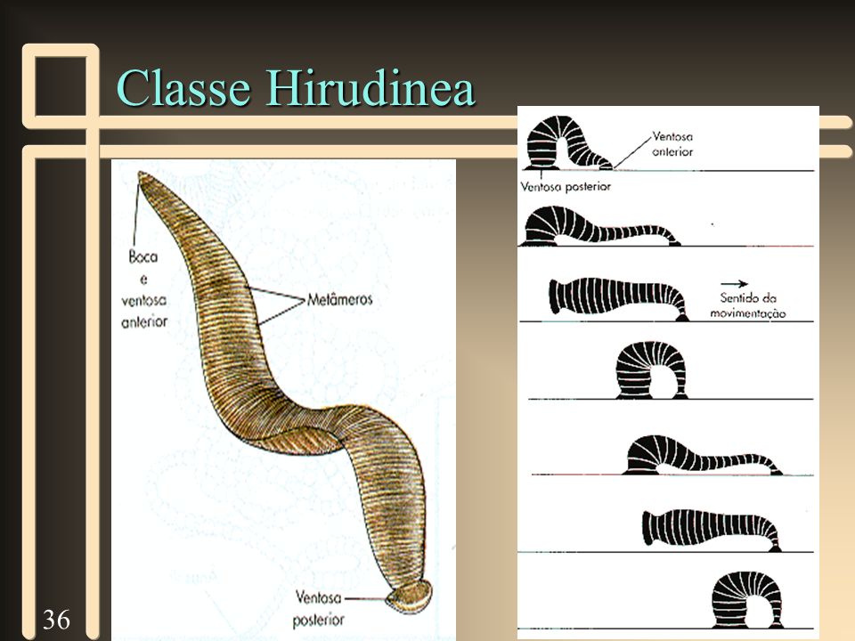 Classe Hirudinea