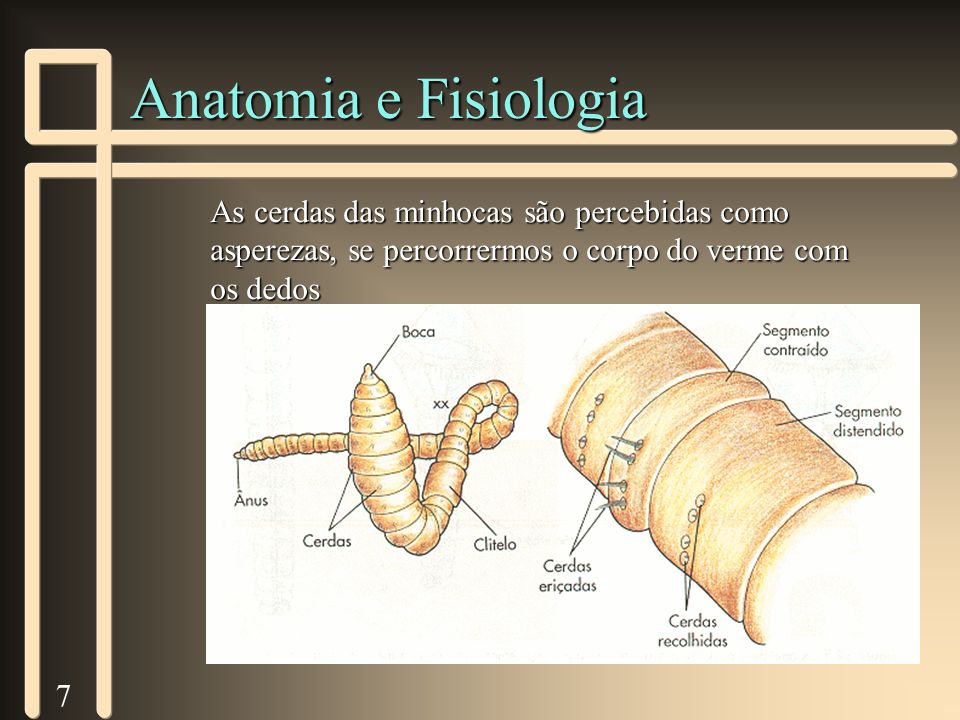 Anatomia e Fisiologia As cerdas das minhocas são percebidas como asperezas, se percorrermos o corpo do verme com os dedos.