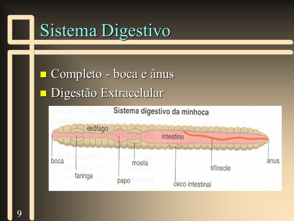 Sistema Digestivo Completo - boca e ânus Digestão Extracelular