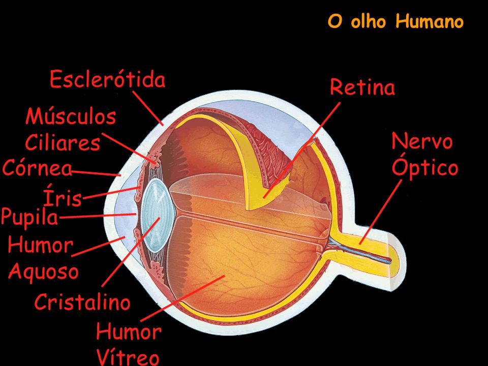 Esclerótida Retina Músculos Ciliares Nervo Óptico Córnea Íris Pupila