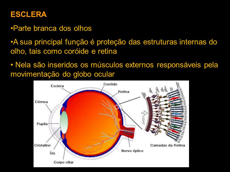 ESCLERA Parte branca dos olhos. A sua principal função é proteção das estruturas internas do olho, tais como coróide e retina.