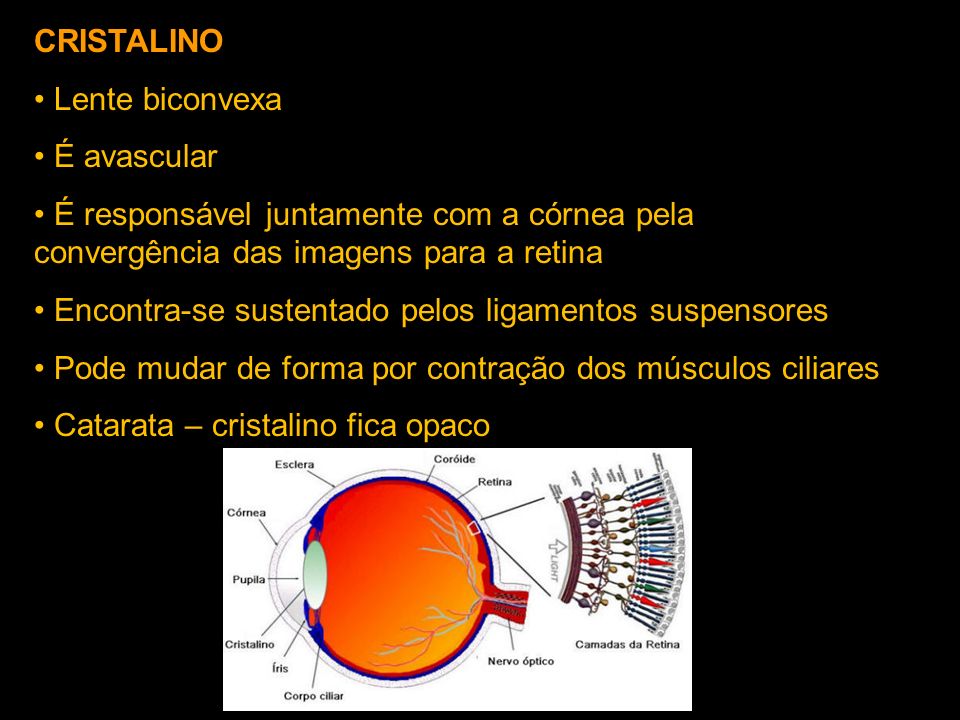 CRISTALINO Lente biconvexa. É avascular. É responsável juntamente com a córnea pela convergência das imagens para a retina.