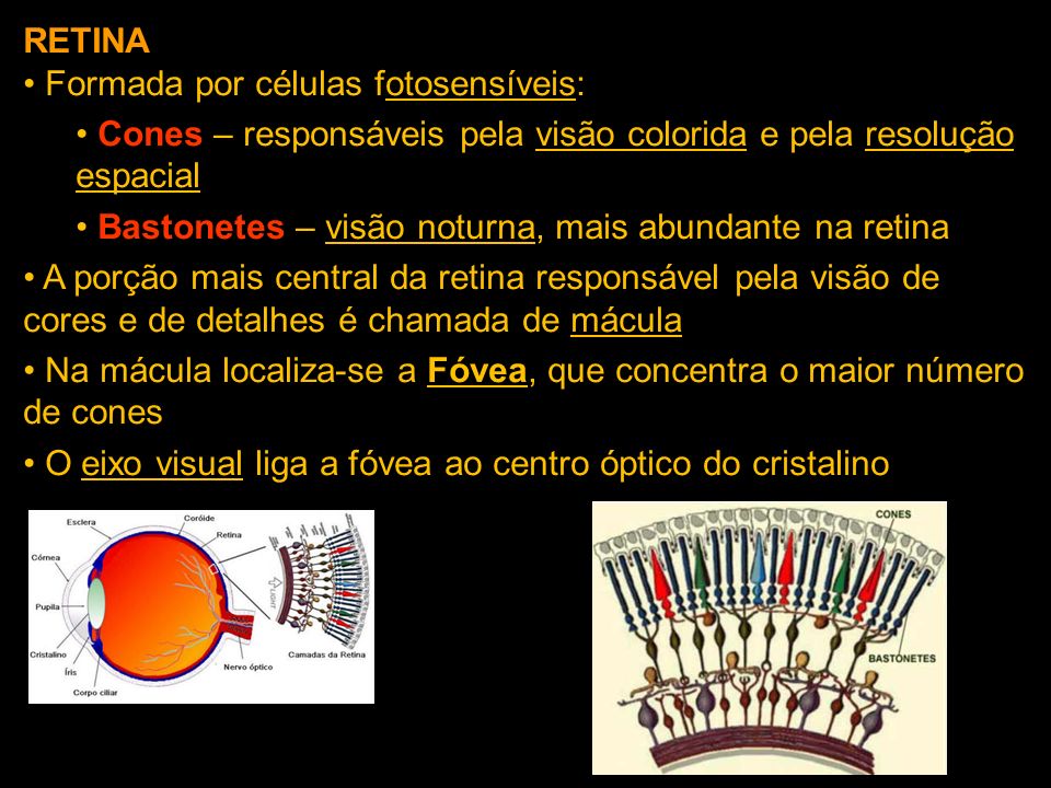 RETINA Formada por células fotosensíveis: Cones – responsáveis pela visão colorida e pela resolução espacial.