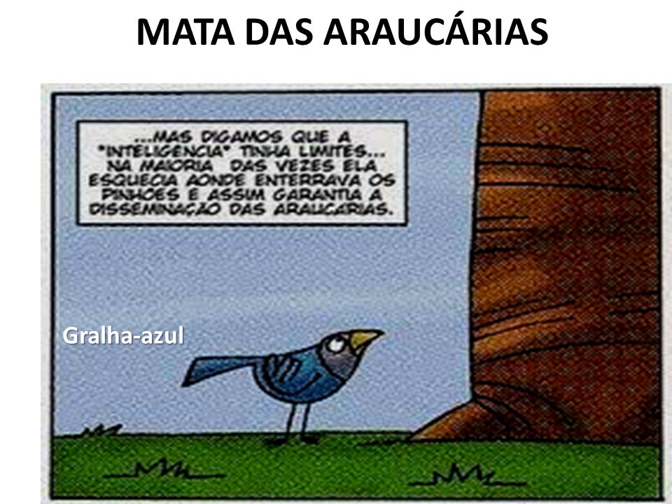 MATA DAS ARAUCÁRIAS Gralha-azul