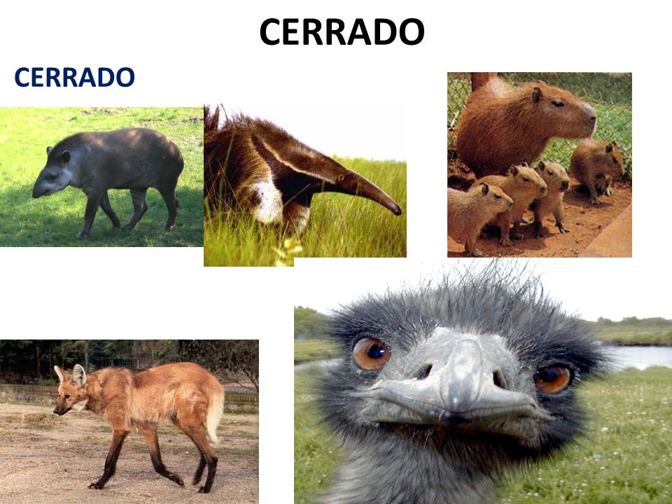 CERRADO CERRADO