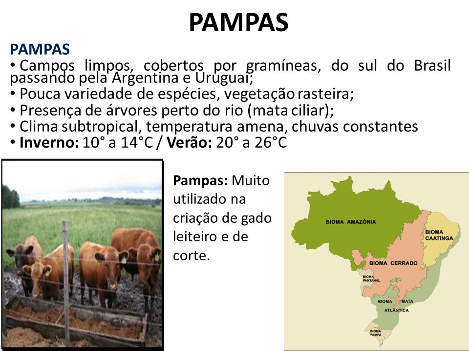 PAMPAS PAMPAS. Campos limpos, cobertos por gramíneas, do sul do Brasil passando pela Argentina e Uruguai;