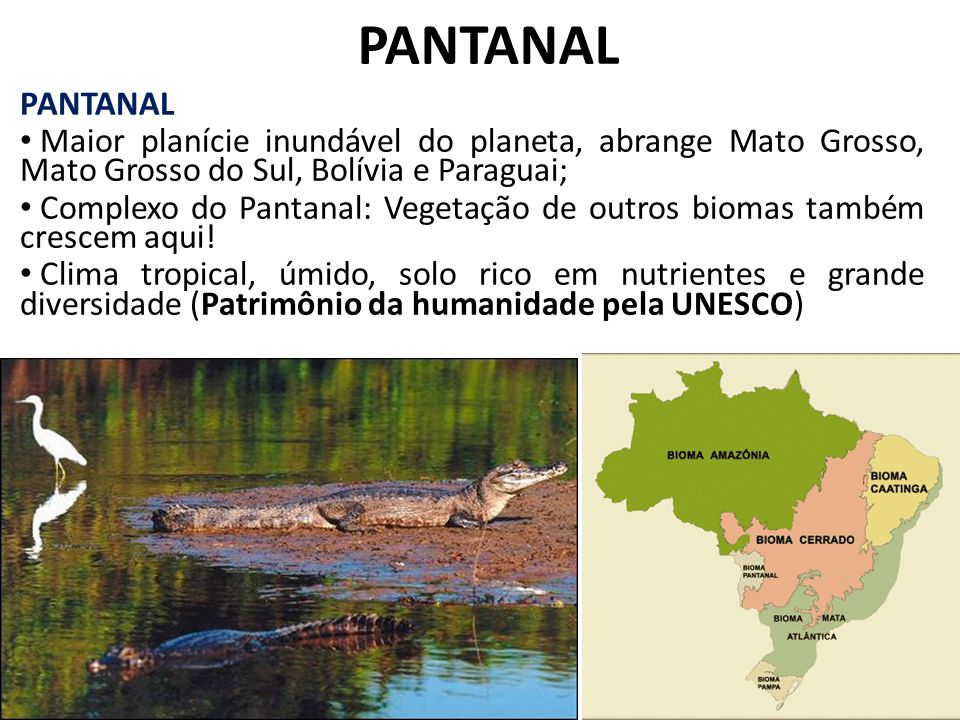 PANTANAL PANTANAL. Maior planície inundável do planeta, abrange Mato Grosso, Mato Grosso do Sul, Bolívia e Paraguai;
