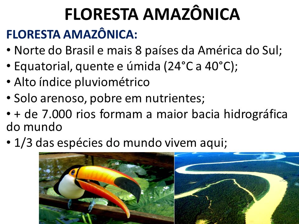 FLORESTA AMAZÔNICA FLORESTA AMAZÔNICA: