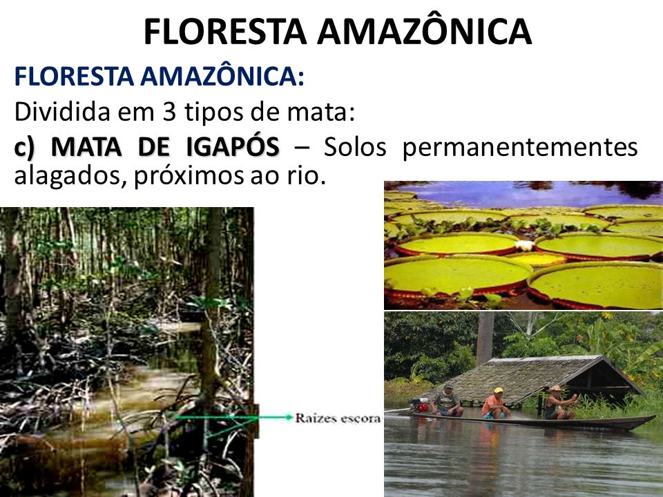 FLORESTA AMAZÔNICA FLORESTA AMAZÔNICA: Dividida em 3 tipos de mata: