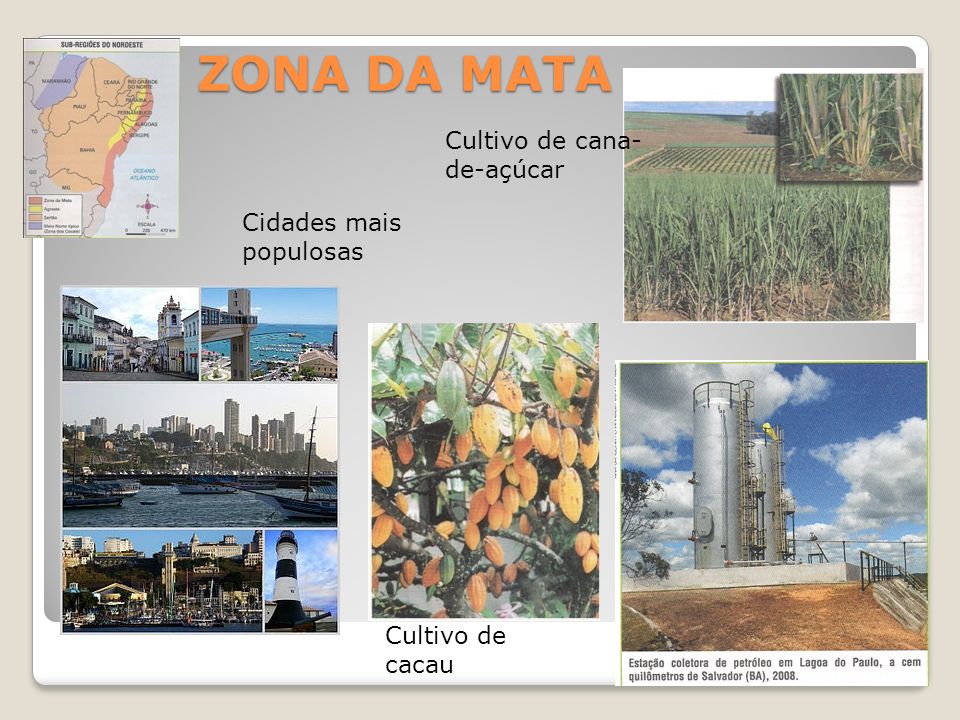 ZONA DA MATA Cultivo de cana-de-açúcar Cidades mais populosas