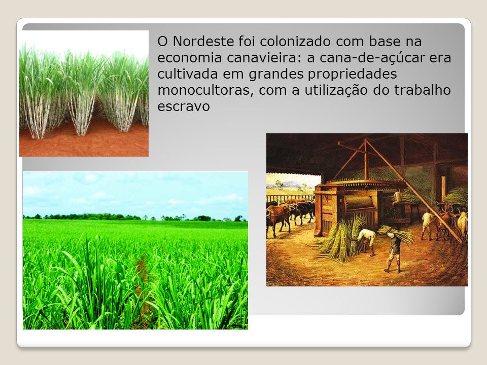 O Nordeste foi colonizado com base na economia canavieira: a cana-de-açúcar era cultivada em grandes propriedades monocultoras, com a utilização do trabalho escravo