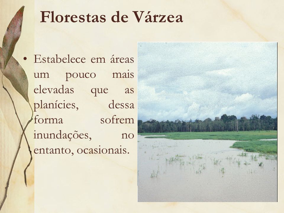 Florestas de Várzea Estabelece em áreas um pouco mais elevadas que as planícies, dessa forma sofrem inundações, no entanto, ocasionais.