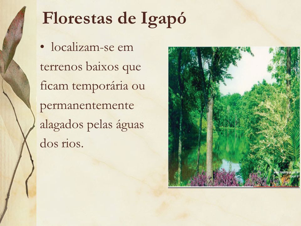 Florestas de Igapó localizam-se em terrenos baixos que