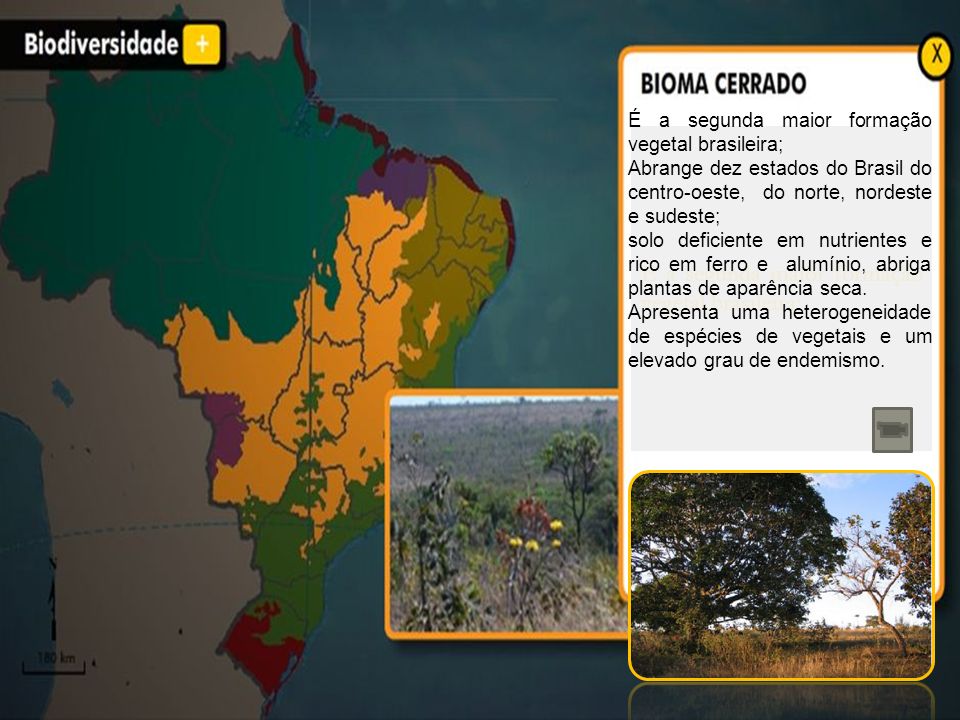É a segunda maior formação vegetal brasileira;