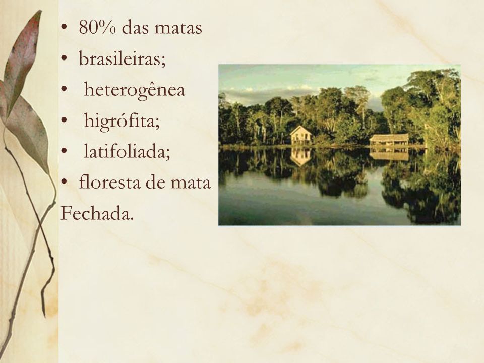 80% das matas brasileiras; heterogênea higrófita; latifoliada; floresta de mata Fechada.