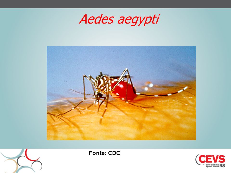 Aedes aegypti Fonte: CDC
