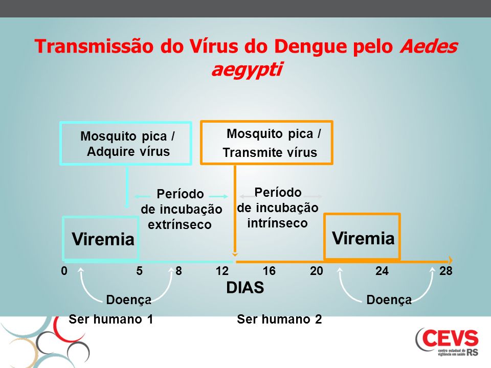 Transmissão do Vírus do Dengue pelo Aedes aegypti