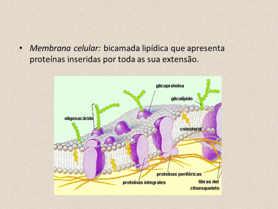 Membrana celular: bicamada lipídica que apresenta proteínas inseridas por toda as sua extensão.