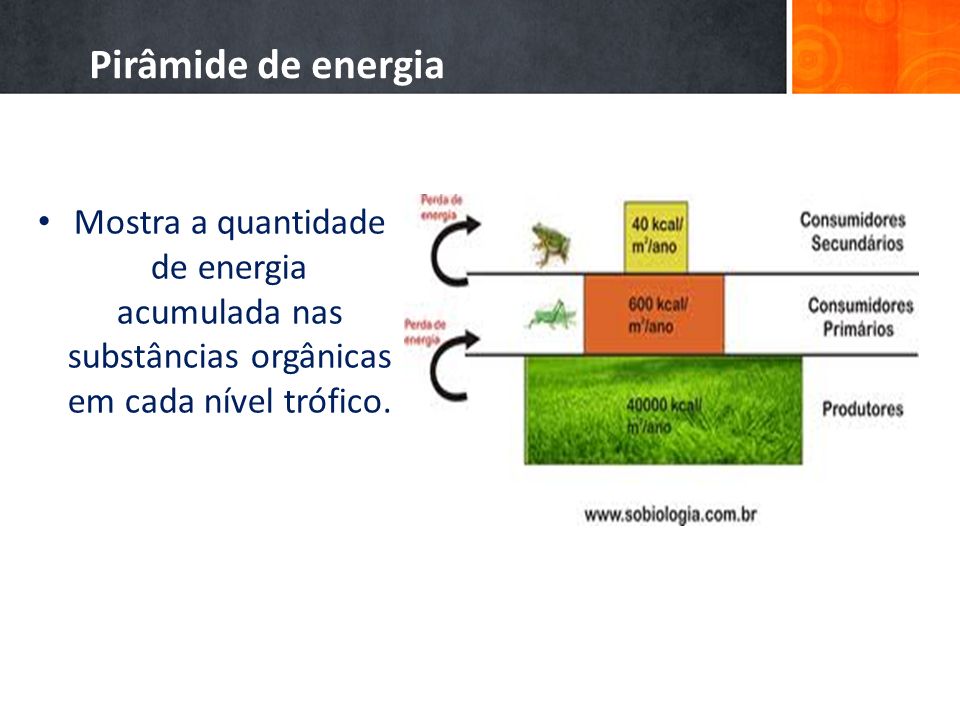 Pirâmide de energia Mostra a quantidade de energia acumulada nas substâncias orgânicas em cada nível trófico.