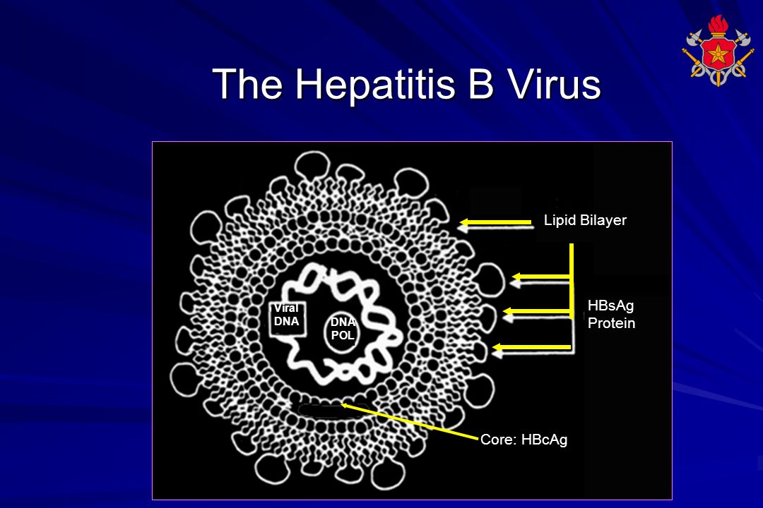 The Hepatitis B Virus Lipid Bilayer HBsAg Protein Core: HBcAg Viral