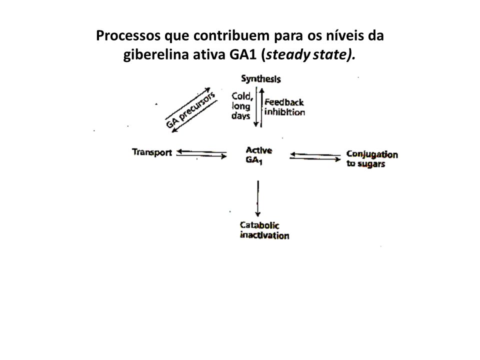 Processos que contribuem para os níveis da giberelina ativa GA1 (steady state).