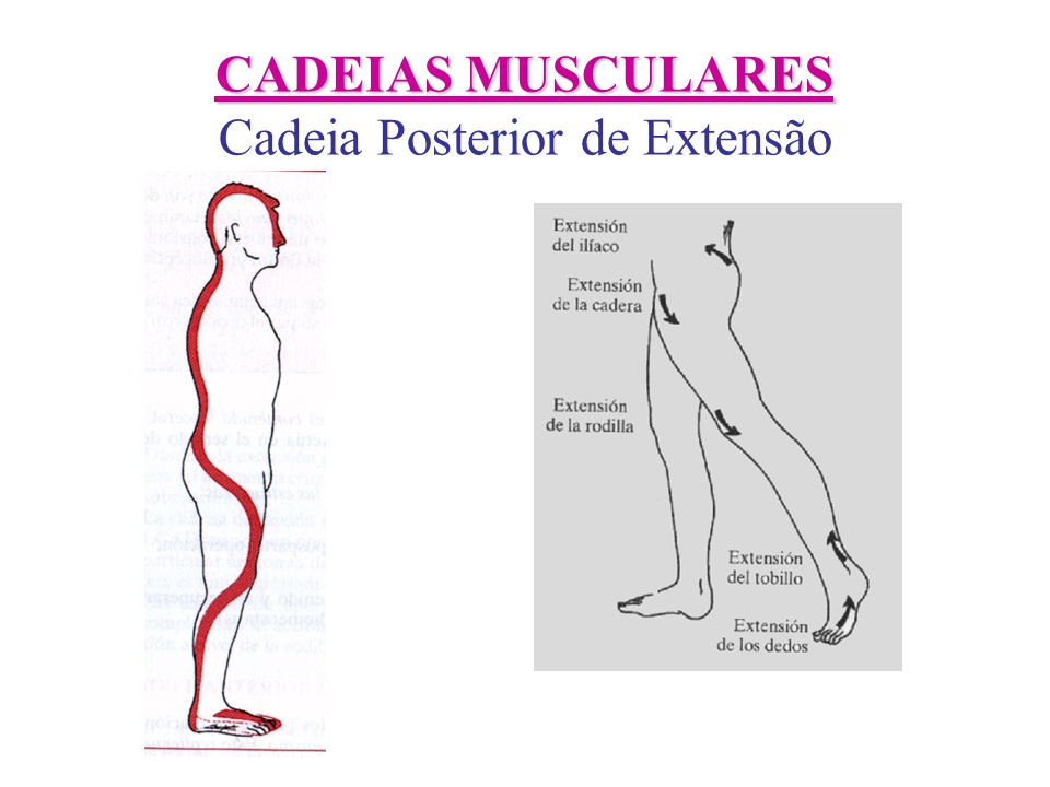 Cadeias musculares.pptx
