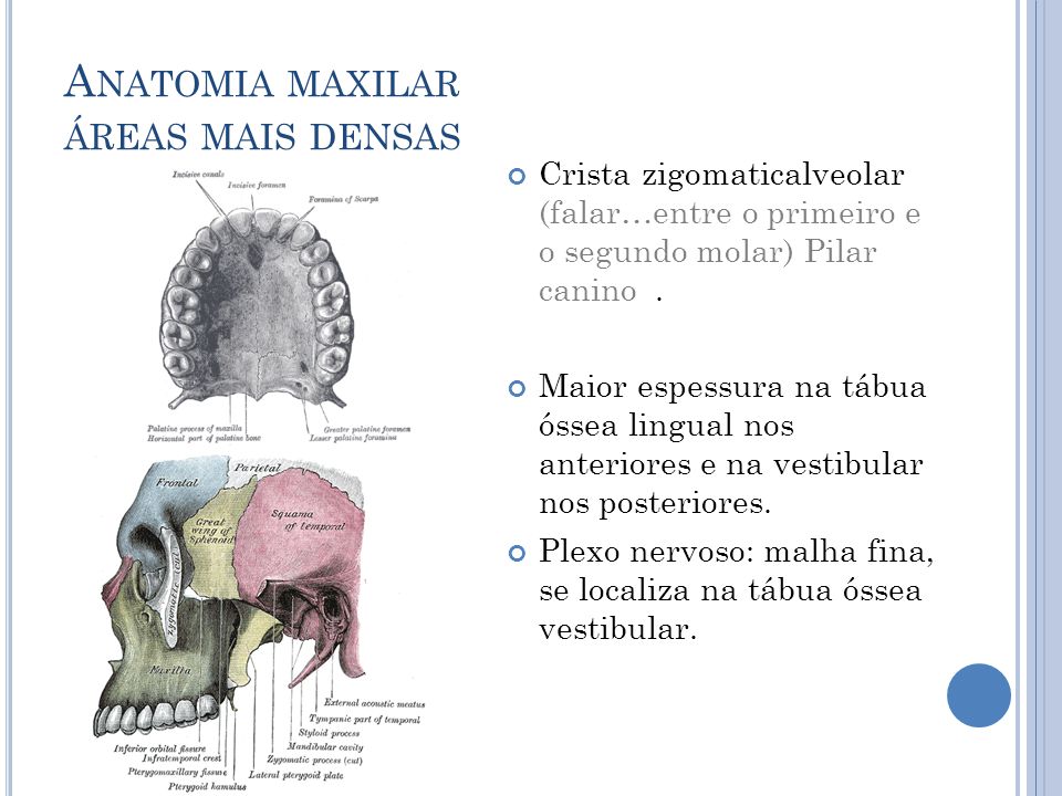 Anatomia maxilar áreas mais densas