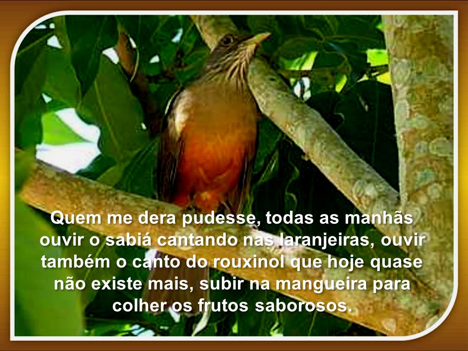 Admirar O Canto De Um Rouxinol Ah Quem Me Dera Irene Alvina Nao Deixe De Ligar O Som Ppt