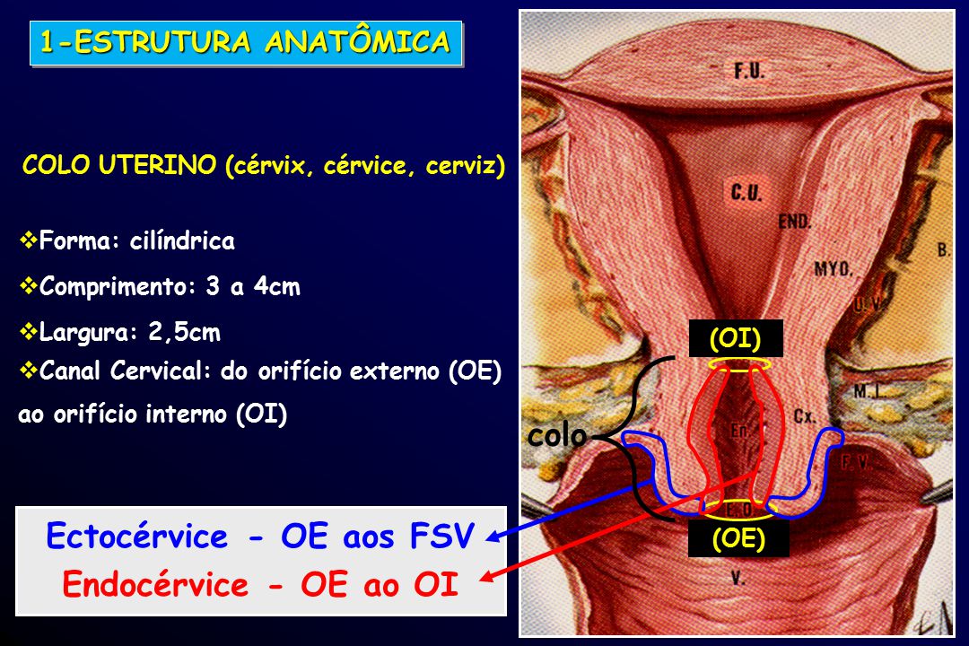 COLO UTERINO (cérvix, cérvice, cerviz) Ectocérvice - OE aos FSV