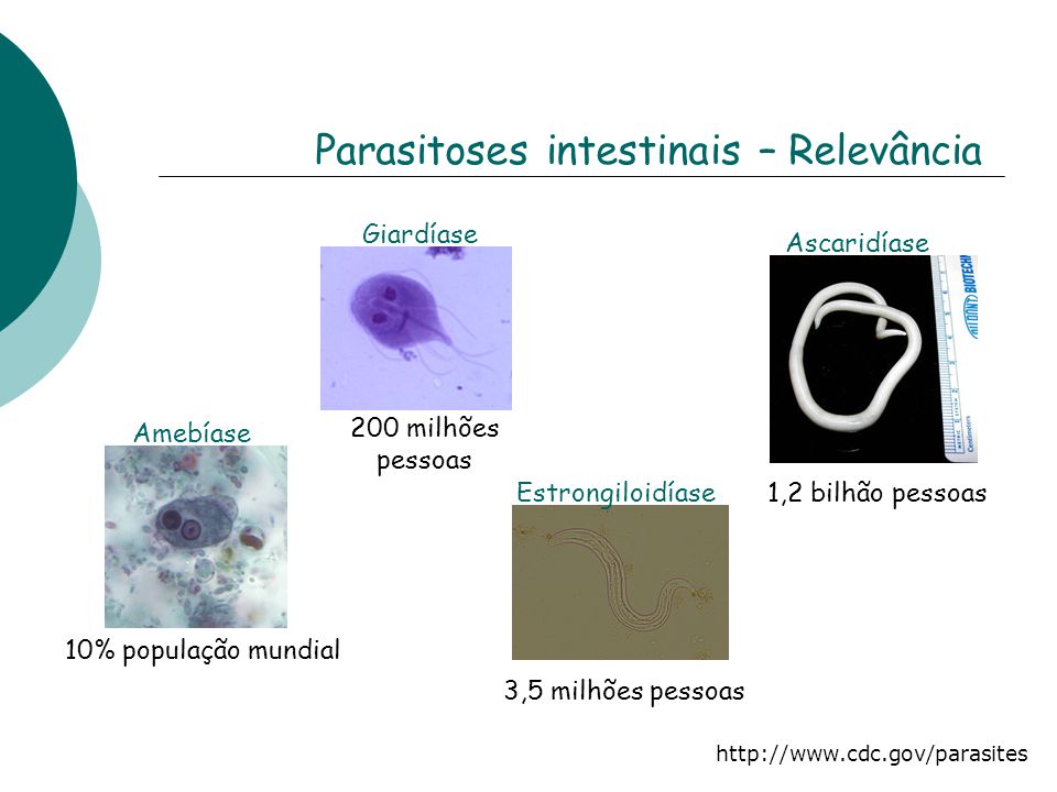 Parasitoses intestinais – Relevância
