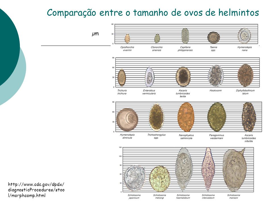Comparação entre o tamanho de ovos de helmintos