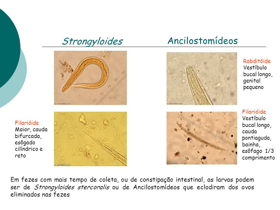 Strongyloides Ancilostomídeos