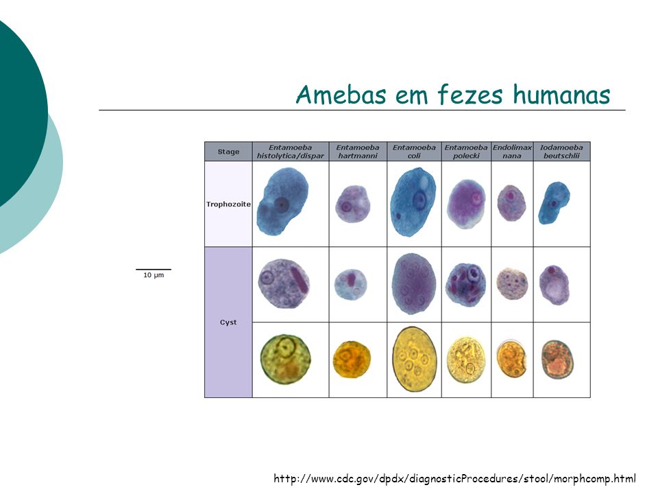 Amebas em fezes humanas