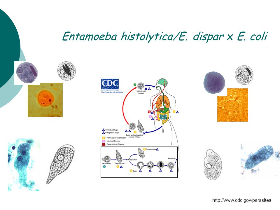 Entamoeba histolytica/E. dispar x E. coli