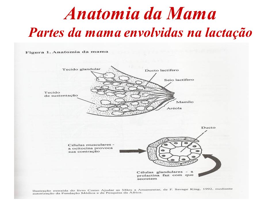 Anatomia da Mama Partes da mama envolvidas na lactação
