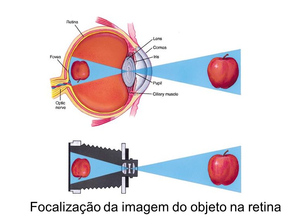 Focalização da imagem do objeto na retina