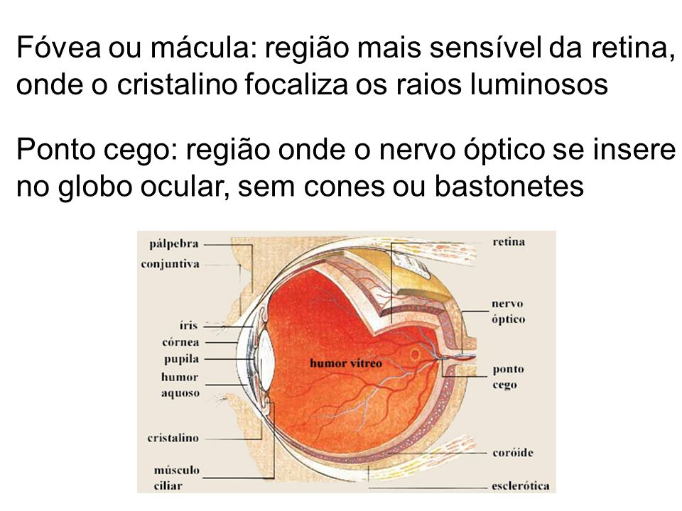 Fóvea ou mácula: região mais sensível da retina,