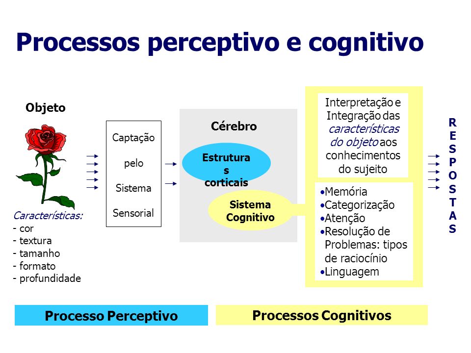 Processos perceptivo e cognitivo