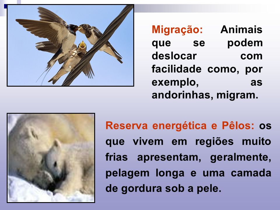 Migração: Animais que se podem deslocar com facilidade como, por exemplo, as andorinhas, migram.