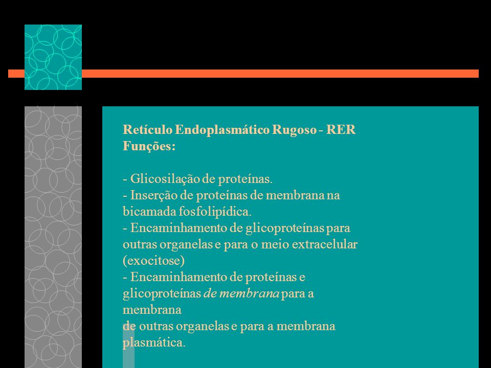 Retículo Endoplasmático Rugoso - RER