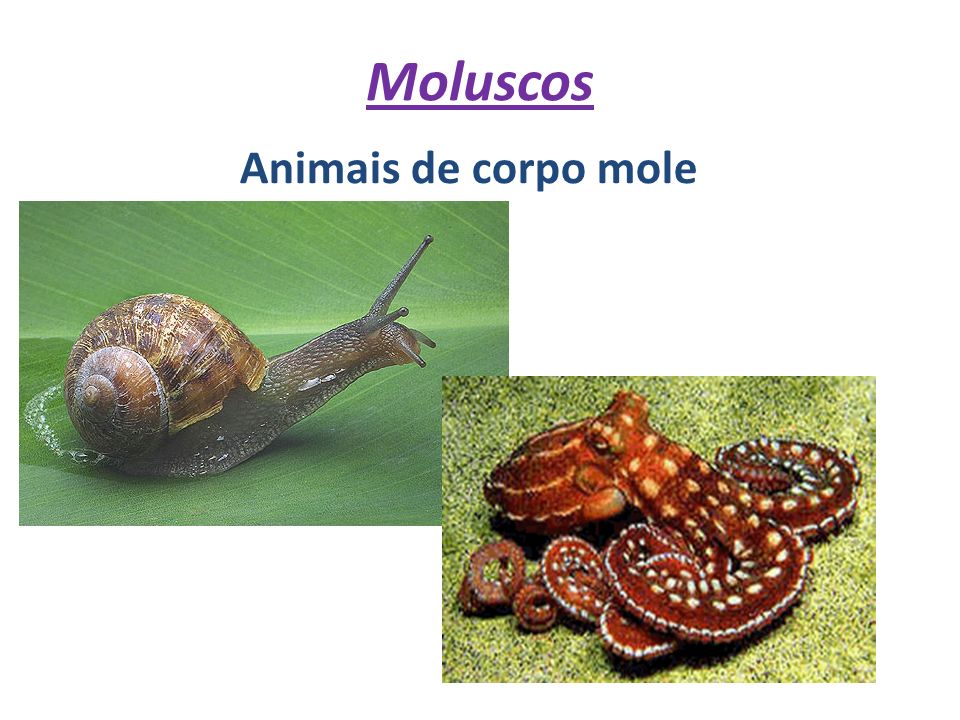 Moluscos Animais de corpo mole